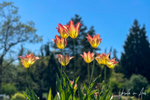Orange and Yellow tulips, VanDusen Gardens, Vancouver BC Canada.