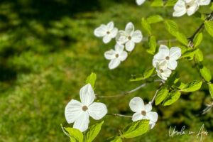Pacific dogwood blossoms, VanDusen Gardens, Vancouver BC Canada.