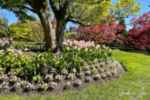 Tulips and trees, VanDusen Gardens, Vancouver BC Canada.