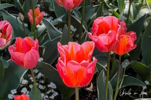 Red tulips, VanDusen Gardens, Vancouver BC Canada.