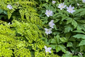 Maidenhair and wood anemone, VanDusen Gardens, Vancouver BC Canada.
