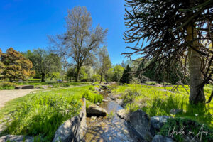 Green grass aside a small stream, VanDusen Gardens, Vancouver BC Canada.