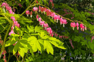 Pink bleeding heart flowers, VanDusen Gardens, Vancouver BC Canada.
