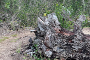 A tree stump on a sandy walking track, Lakes Entrance Loop, Victoria Australia