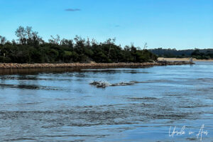 Dolphins, Cunninghame Arm, Lakes Entrance Loop, Victoria Australia
