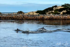 Dolphins, Cunninghame Arm, Lakes Entrance Loop, Victoria Australia