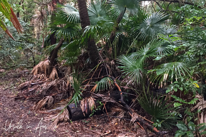 Glossy green ferns, Booti Booti National Park, NSW Australia