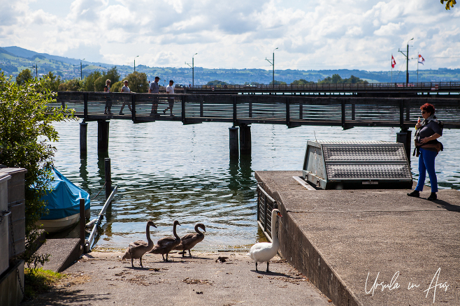 Holzbrücke Rapperswil-Hurden from the shore at Rapperswil, Switzerland.