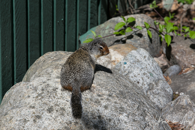 Columbian Ground Squirrel, Lake Louise Canada
