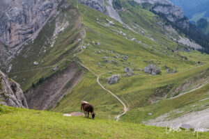 A cow in the grass, Pilatus Switzerland.