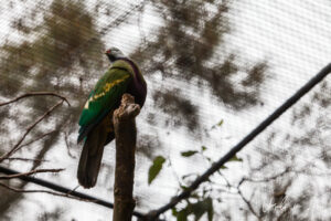 Wompoo Fruit-Dove - Aviary, Taronga Zoo, Sydney, Australia
