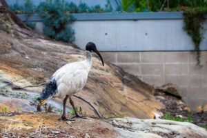 Australian white ibis at the Taronga Zoo, Sydney, Australia