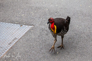 Australian brush-turkey, Taronga Zoo, Sydney, Australia