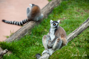 Ring-tailed lemurs, Taronga Zoo, Sydney, Australia