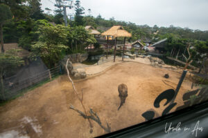 A view over the elephants from the gondola, Sydney Taronga Zoo, Australia.