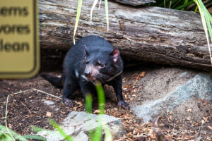 Tasmanian devil, Taronga Zoo, Sydney, Australia