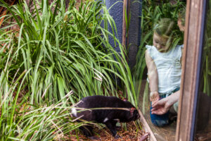 A child and a Tasmanian devil either side of a window, Taronga Zoo, Sydney, Australia