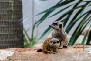 Meerkats, Taronga Zoo, Sydney, Australia