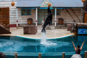 Seal leaping, Seal Theatre, Taronga Zoo, Sydney, Australia