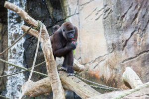 A mother gorilla with a baby on her back, Taronga Zoo, Sydney, Australia