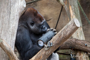 A gorilla with a food capsule, Taronga Zoo, Sydney, Australia
