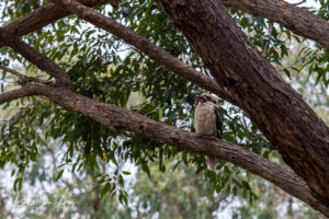 Kookaburra in a tree, Taronga Zoo, Sydney, Australia