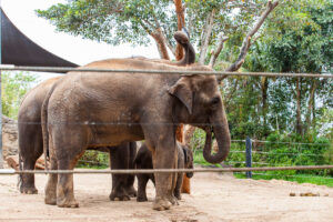 Asian elephants in a plain enclosure, Taronga Zoo, Sydney, Australia