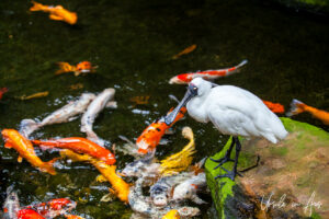 Spoonbill on the koi pond, Taronga Zoo, Sydney, Australia
