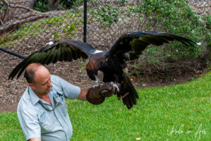Portrait of a man and an eagle, Taronga Zoo, Sydney, Australia
