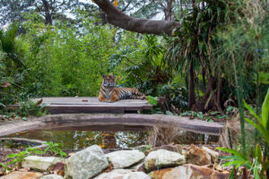 Tiger on a wooden platform, Taronga Zoo, Sydney, Australia