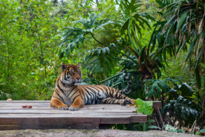 Tiger on a wooden platform, Taronga Zoo, Sydney, Australia
