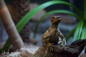 Small iguana in a dark tank, Taronga Zoo, Sydney, Australia