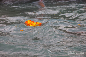 Yellow and orange flowers on the Ganges, Haridwar India