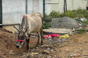 Cow in the dirt and garbage, Ariyalur Tamil Nadu, India