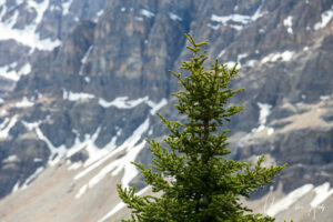 Top of a young Douglas fir against a mountain, The Lodge, Highway 93N, Banff Alberta Canada