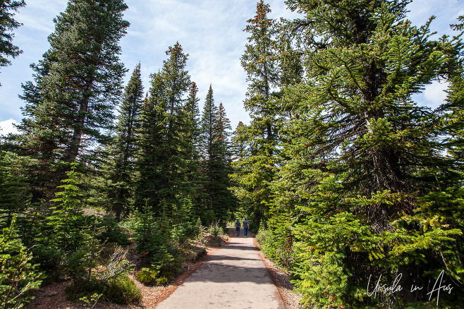 Straight path up through tall trees, Peyto Lake, Banff Alberta Canada.
