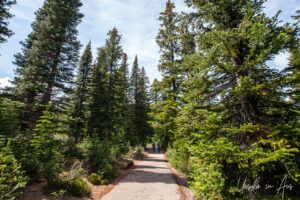 Straight path up through tall trees, Peyto Lake, Banff Alberta Canada.