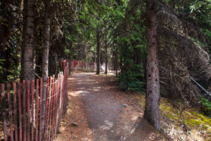 Path in the woods, Peyto Lake Lookout, Banff Alberta Canada.
