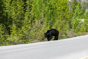 American black bear on the roadside, Highway 93N, Banff Alberta Canada