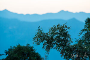 Fine green leaves with blue mountains in the background, Kunjapuri Temple, Uttarakhand, India