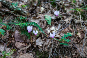 Greek Cyclamen in bloom on the ground, Meteora Greece