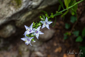Various-coloured bellflower in the woods, Meteora, Greece