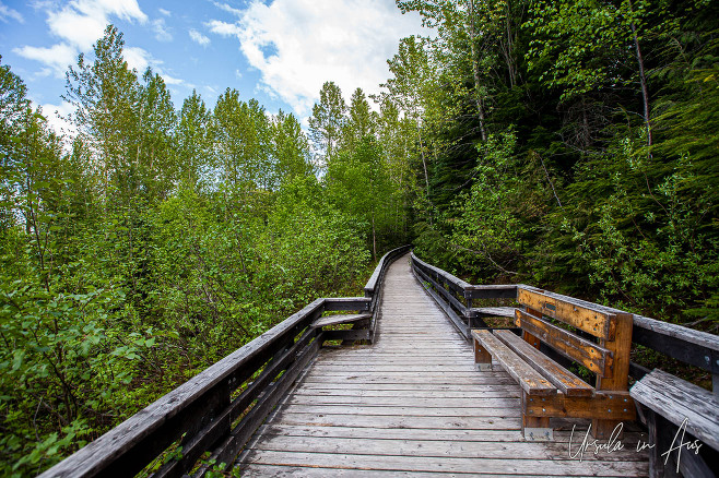 Wooden handicap-accessible walkway, Ancient Forest/Chun T’oh Whudujut Park, BC Canada