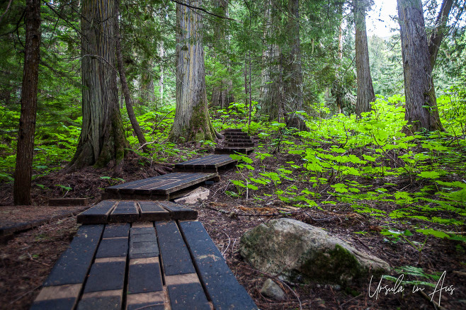 Walkway through the rainforest, Ancient Forest/Chun T
