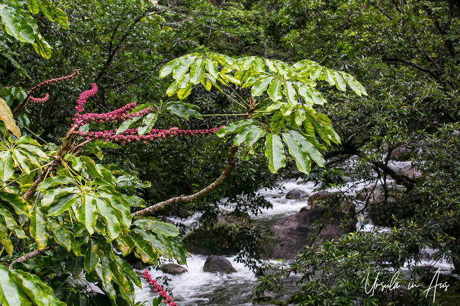 Umbrella trees over Rex Creek, Mossman Gorge, Queensland Australia