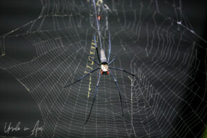 Giant Golden Orb-Weaving Spider, Barron Gorge National Park, Queensland Australia