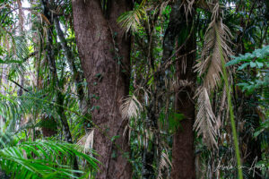 Jungle foliage, Barron Gorge National Park, Queensland Australia