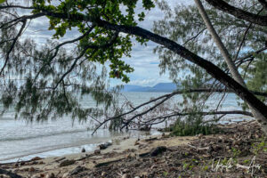 Casuarinas, mangroves and coconuts on Four Mile Beach, Port Douglas, Queensland Australia