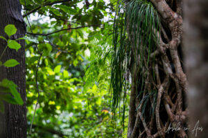 Vines criss-crossing on a tropical tree trunk, Barron Falls, Queensland Australia