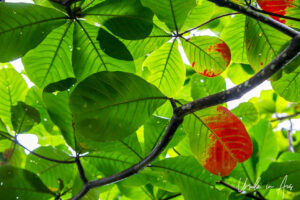 Tree leaves, Barron Falls, Queensland Australia